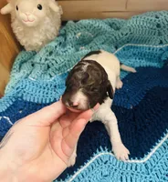 Arthur, a male Goldendoodle for sale in Barron, WI – Photo 3 of 8