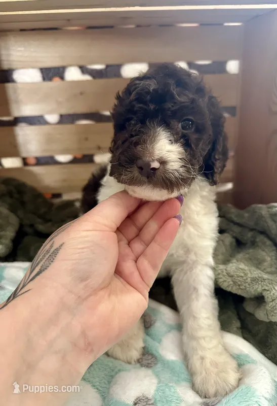 Arthur – Goldendoodle puppy for sale in Barron, WI
