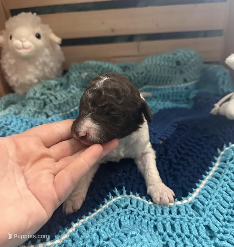 Arthur – Goldendoodle puppy for sale in Barron, WI