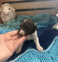 Arthur, a male Goldendoodle for sale in Barron, WI – Photo 1 of 8