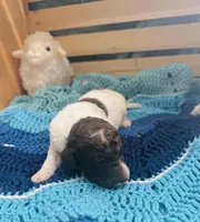 Arthur, a male Goldendoodle for sale in Barron, WI – Photo 8 of 8