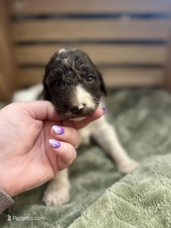 Arthur – Goldendoodle puppy for sale in Barron, WI