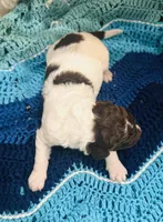 Arthur, a male Goldendoodle for sale in Barron, WI – Photo 6 of 8