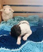 Arthur, a male Goldendoodle for sale in Barron, WI – Photo 7 of 8