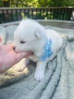 Blueberry 🫐 , a female Samoyed for sale in Barron, WI – 4 of 9