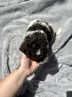 Axel, a male Goldendoodle for sale in Barron, WI – 4 of 6