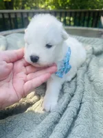 Blueberry 🫐 , a female Samoyed for sale in Barron, WI – 1 of 9