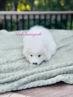 Tansy 🌸, a female Samoyed for sale in Barron, WI – 5 of 8