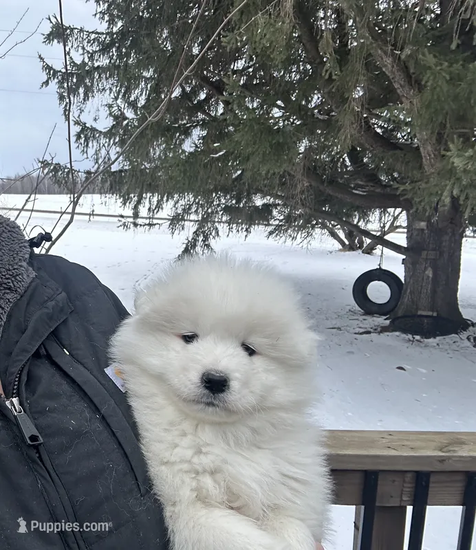 Samoyed puppies DUE in JUNE – Samoyed puppy for sale in Barron, WI