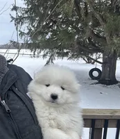 Samoyed puppies DUE in JUNE, a  Samoyed for sale in Barron, WI – 1 of 7