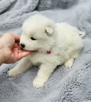 Samoyed puppies DUE in JUNE, a  Samoyed for sale in Barron, WI – 2 of 7