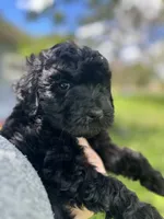 Triton, a male Goldendoodle for sale in Barron, WI – 7 of 7