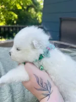 Rosemary 🪴, a female Samoyed for sale in Barron, WI – 2 of 10