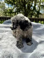 Dolly, a female Goldendoodle for sale in Barron, WI – 6 of 7