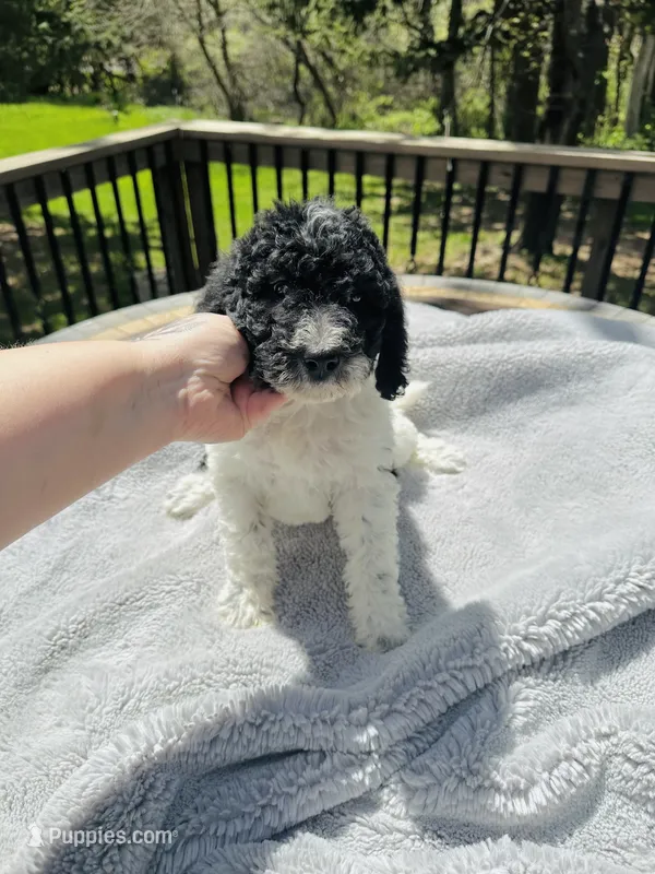 Magpie – Goldendoodle puppy for sale in Barron, WI