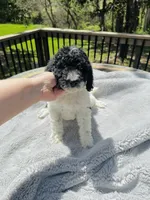 Magpie, a female Goldendoodle for sale in Barron, WI – 1 of 6