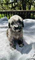 Dolly, a female Goldendoodle for sale in Barron, WI – 5 of 7