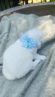 Blueberry 🫐 , a female Samoyed for sale in Barron, WI – 8 of 9