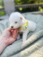 Daisy 🌼 , a female Samoyed for sale in Barron, WI – 4 of 8