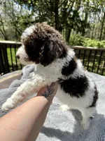 Lucky, a male Goldendoodle for sale in Barron, WI – 3 of 5