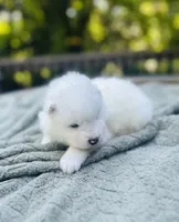 Rosemary 🪴, a female Samoyed for sale in Barron, WI – 4 of 10