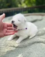 Lavender 🌿, a female Samoyed for sale in Barron, WI – 2 of 9