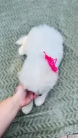 Rosebud 🌸, a female Samoyed for sale in Barron, WI – 3 of 3