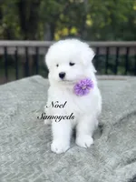 Lavender 🪴, a female Samoyed for sale in Barron, WI – 4 of 7