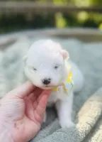 Daisy 🌼 , a female Samoyed for sale in Barron, WI – 2 of 8