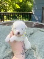 Daisy 🌼 , a female Samoyed for sale in Barron, WI – 6 of 8