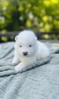 Rosemary 🪴, a female Samoyed for sale in Barron, WI – 7 of 10