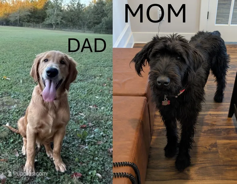 Yellow, a female Giant Schnauzer and Golden Retriever for sale in Nashville, TN – 1 of 2