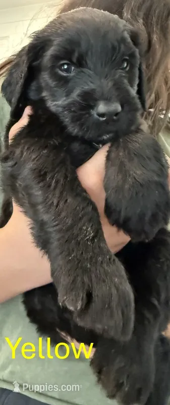 Yellow – Giant Schnauzer, Golden Retriever puppy for sale in Nashville, TN