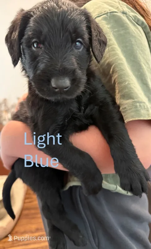 Light Blue – Giant Schnauzer, Golden Retriever puppy for sale in Nashville, TN