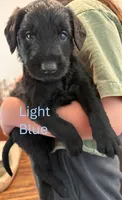 Light Blue, a male Giant Schnauzer and Golden Retriever for sale in Nashville, TN – 1 of 2