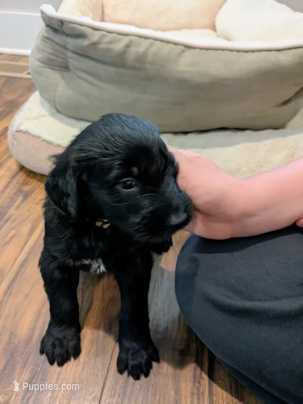 Yellow – Giant Schnauzer, Golden Retriever puppy for sale in Nashville, TN