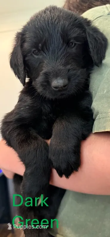 Dark Green – Giant Schnauzer, Golden Retriever puppy for sale in Nashville, TN