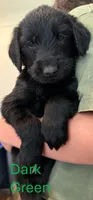 Dark Green, a male Giant Schnauzer and Golden Retriever for sale in Nashville, TN – 1 of 3