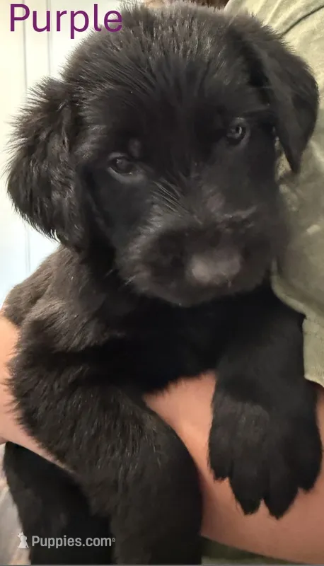 Purple – Giant Schnauzer, Golden Retriever puppy for sale in Nashville, TN