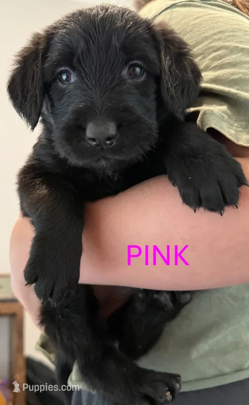 Pink – Giant Schnauzer, Golden Retriever puppy for sale in Nashville, TN