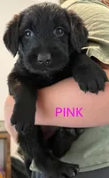Pink, a female Giant Schnauzer and Golden Retriever for sale in Nashville, TN – 1 of 3