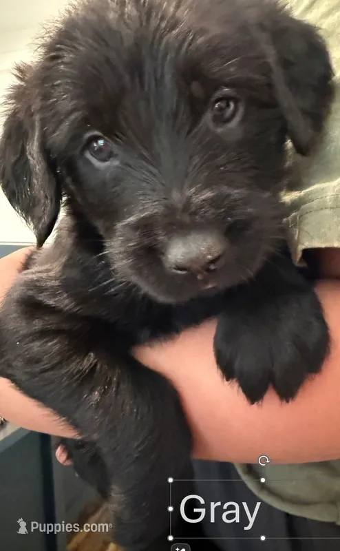 Gray – Giant Schnauzer, Golden Retriever puppy for sale in Nashville, TN