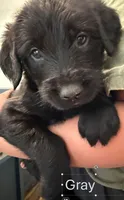 Gray, a female Giant Schnauzer and Golden Retriever for sale in Nashville, TN – 1 of 3