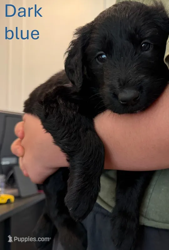 Dark Blue – Giant Schnauzer, Golden Retriever puppy for sale in Nashville, TN