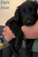 Dark Blue, a male Giant Schnauzer and Golden Retriever for sale in Nashville, TN – 2 of 3