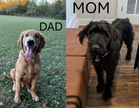 Red, a male Giant Schnauzer and Golden Retriever for sale in Nashville, TN – 2 of 3