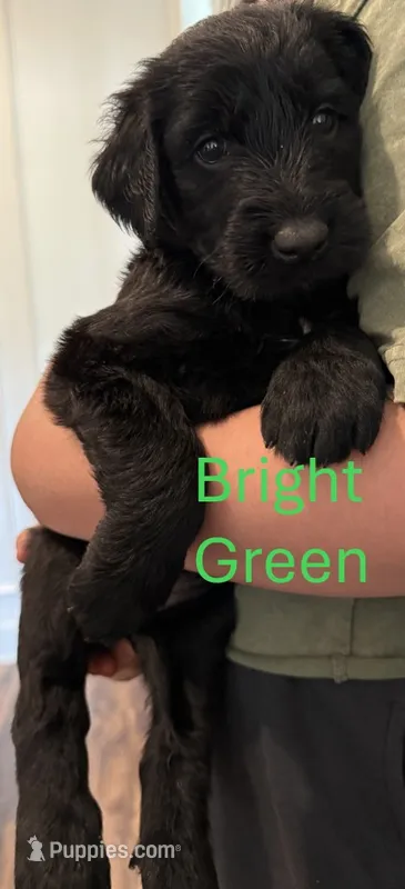 Bright Green – Giant Schnauzer, Golden Retriever puppy for sale in Nashville, TN