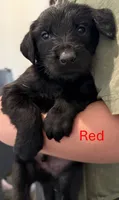 Red, a male Giant Schnauzer and Golden Retriever for sale in Nashville, TN – 1 of 3