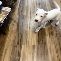 Lilly Argento Gines, a female Dogo Argentino for sale in Palm Coast, FL – Photo 2 of 4