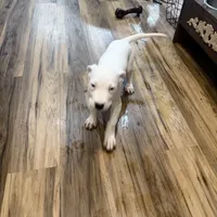 Lilly Argento Gines, a female Dogo Argentino for sale in Palm Coast, FL – Photo 4 of 4